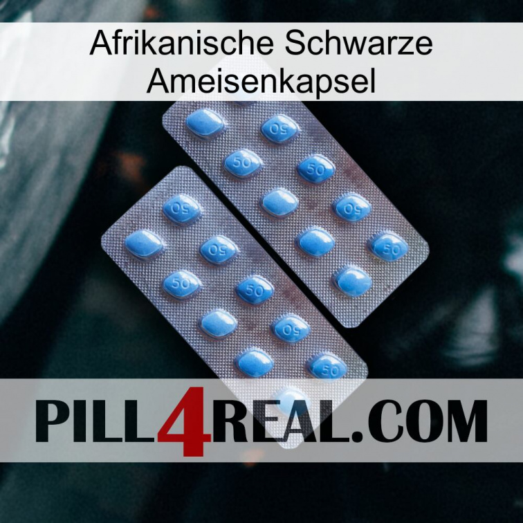 Africa Black Ant Capsule viagra4